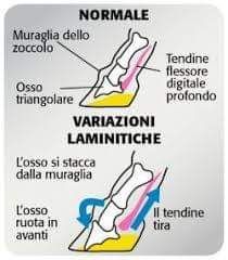 Laminite nel cavallo: come riconoscere i segnali precoci