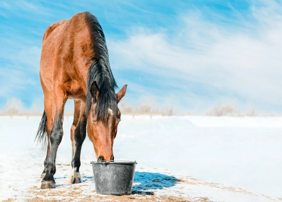 Quando il cavallo beve poco