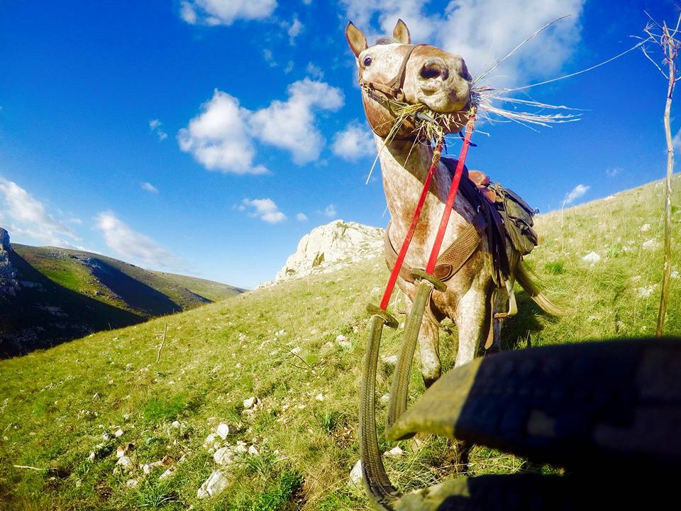 Come regolare la testiera sulla testa del cavallo, Blog Circolo Ippico  Taytu´, scuola di equitazione a Palermo